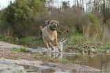 CANE CORSO 135